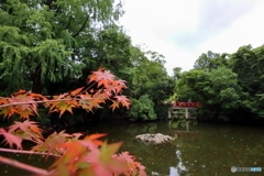 大宮氷川神社