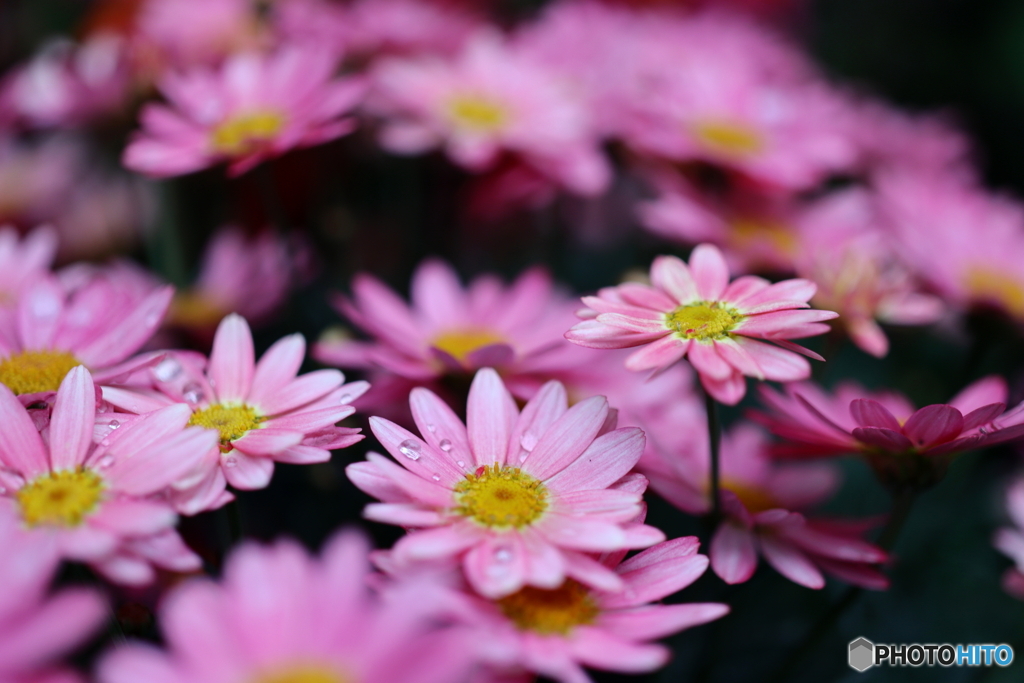 街の花