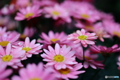 街の花