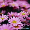 街の花