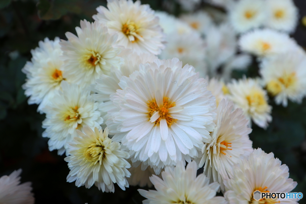街の花