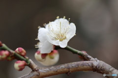 白梅