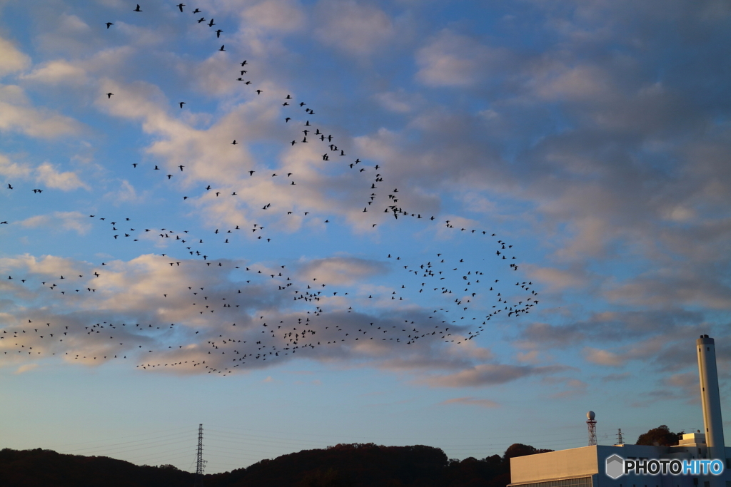 朝の多摩川