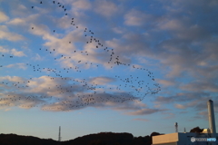 朝の多摩川