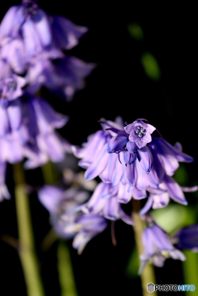 街の花