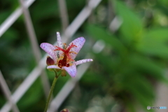 街の花