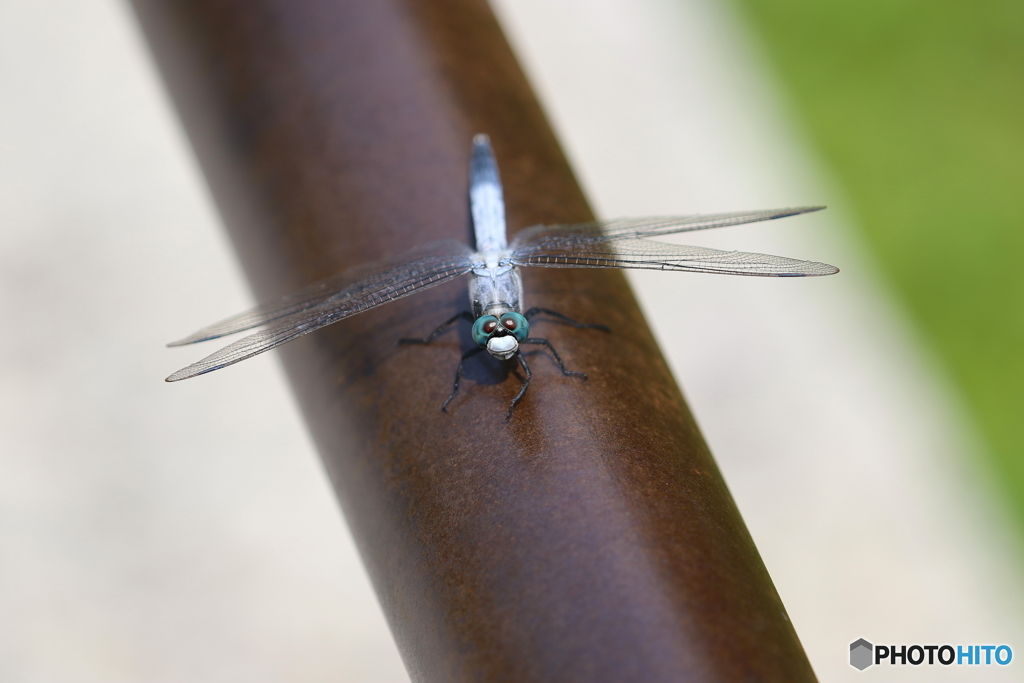 昆虫シリーズ１