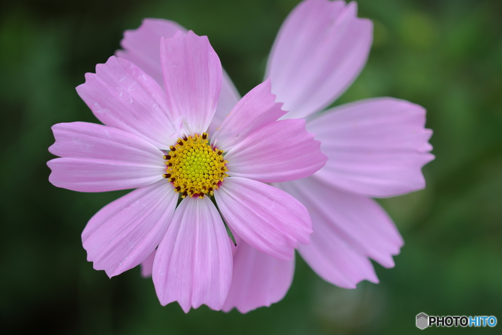 街の花