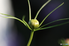 街の花