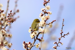 野鳥