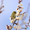 野鳥