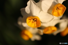 街の花