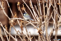 野鳥