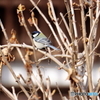 野鳥