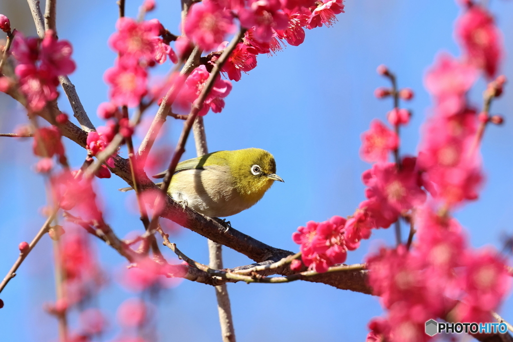 郷土の森