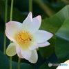 蓮池