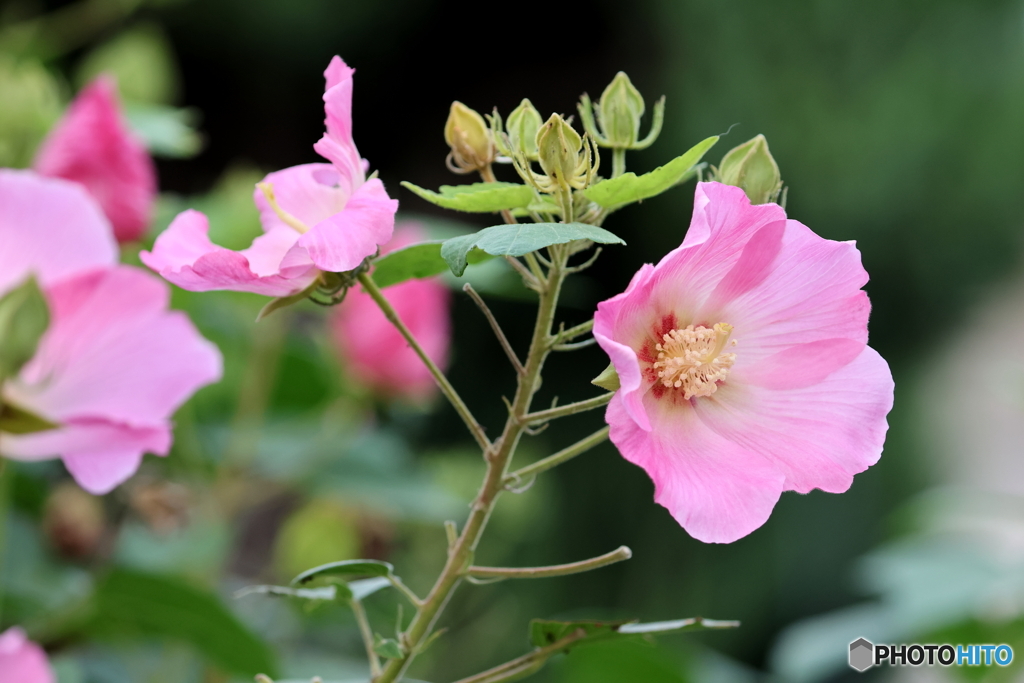 街の花