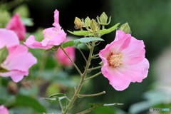 街の花