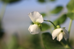 畑の花