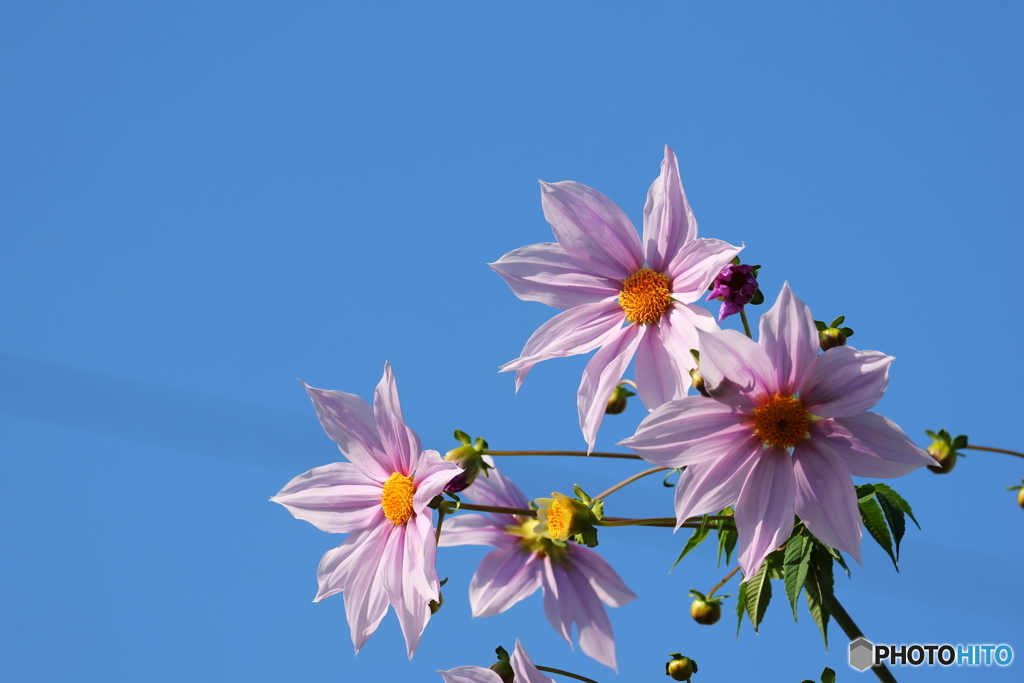 街の花