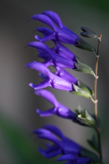 街の花