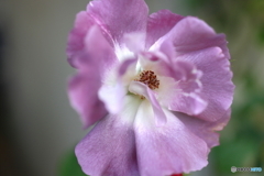 街の花