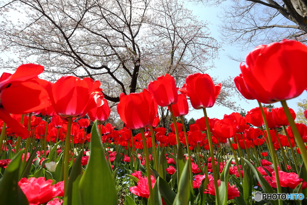 園の花