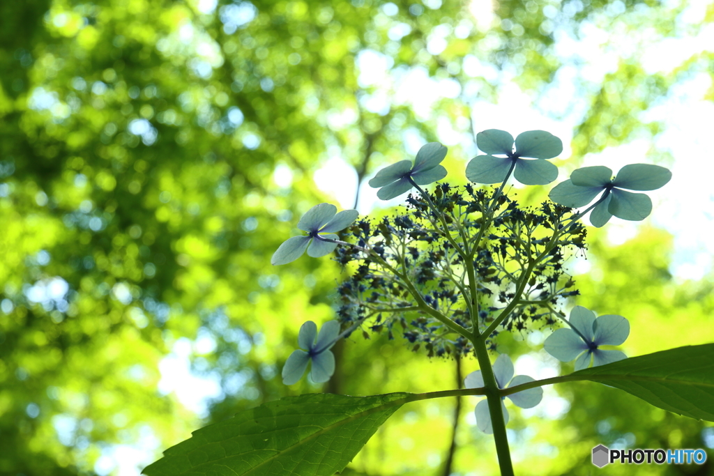 街の花