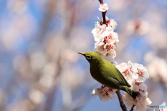 野鳥