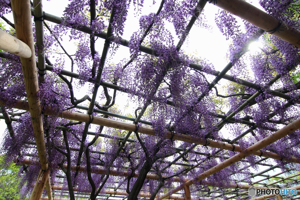 藤の花
