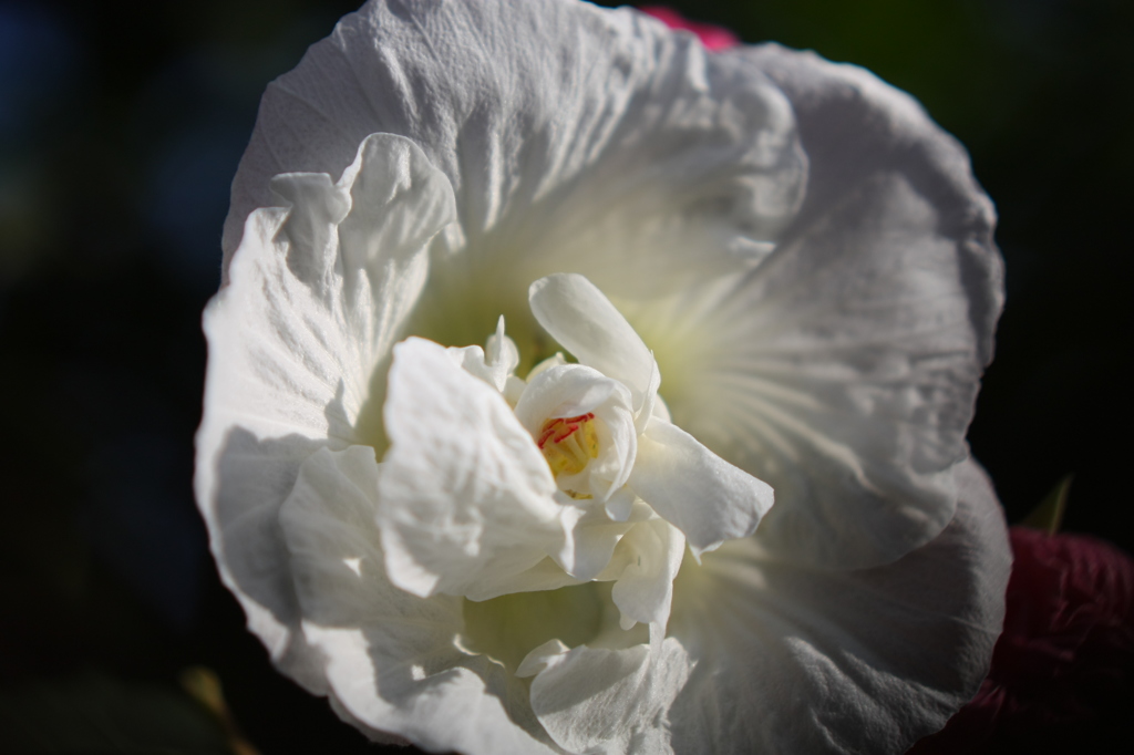 街の花