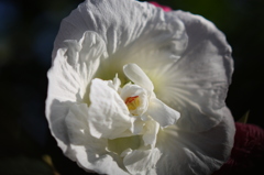 街の花