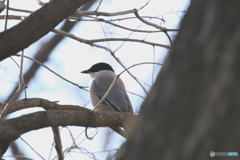 野鳥