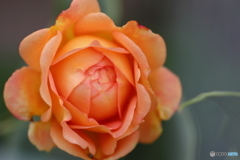 街の花