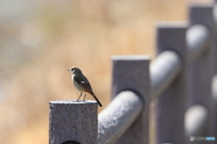 野鳥