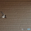 野鳥