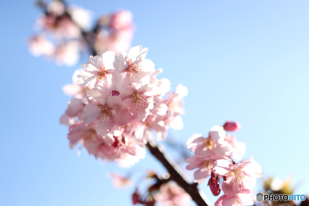 園の花