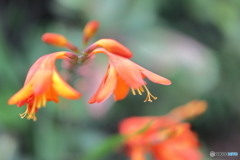 街の花