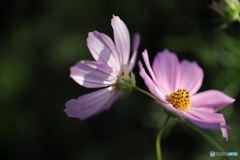街の花