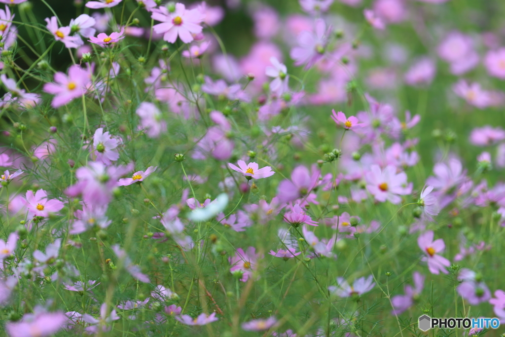 街の花