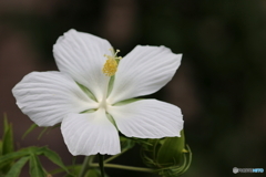 街の花
