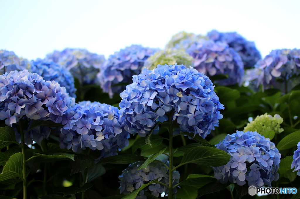 街の花