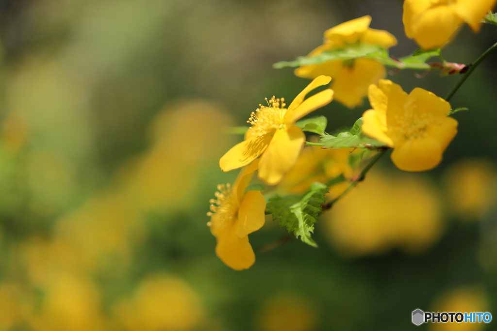 園の花