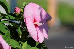 街の花