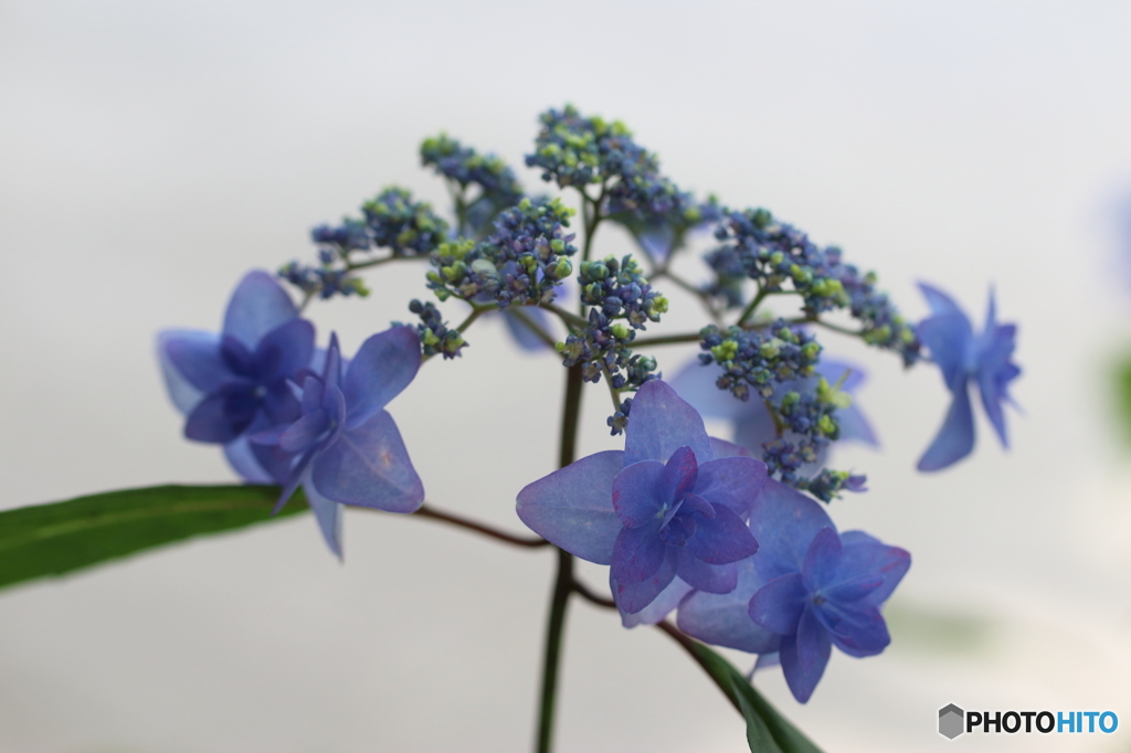 紫陽花