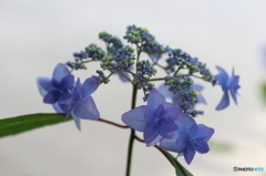 紫陽花