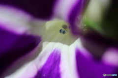 夢幻