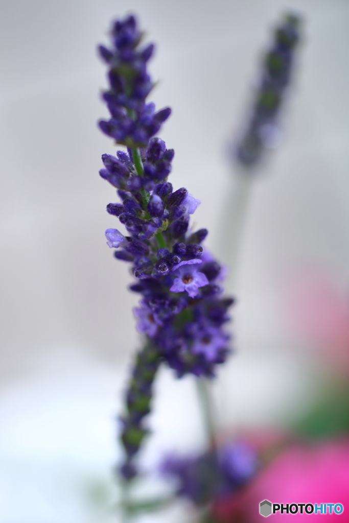 街の花