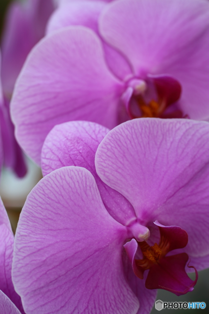 温室の花たち