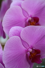 温室の花たち